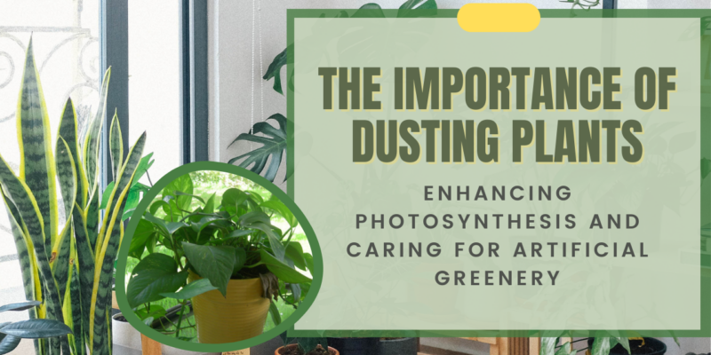 The Importance of Dusting Plants: Enhancing Photosynthesis and Caring for Artificial Greenery